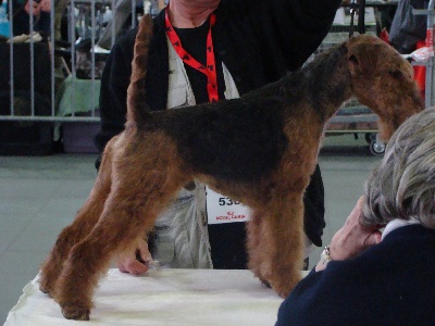 de Vallauris des astucieux - Exposition canine Internationale Agen 15/04/2012