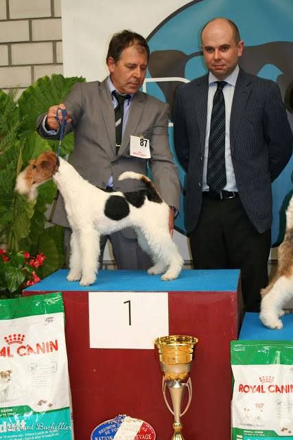 de Vallauris des astucieux - Nationale d'Elevage des Fox-terriers Issy l'Eveque 20/09/2015