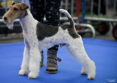 de Vallauris des astucieux - Exposition canine Internationale Toulouse  23/02/2013