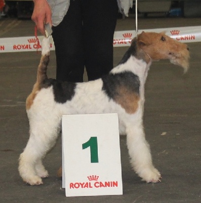 de Vallauris des astucieux - Exposition Canine Internationale Bordeaux 19/01/2014