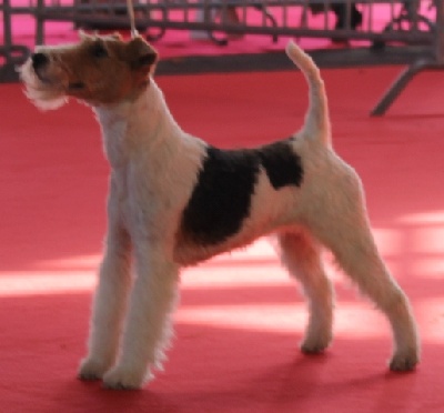 de Vallauris des astucieux - Exposition Canine Internationale Brive 11/08/2013