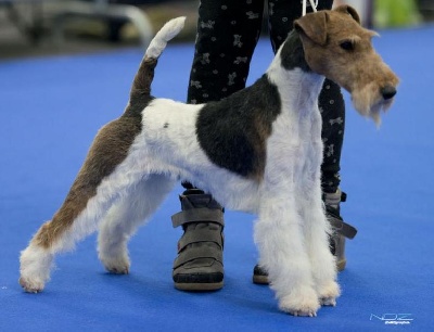 de Vallauris des astucieux - Exposition canine Internationale Toulouse  23/02/2013