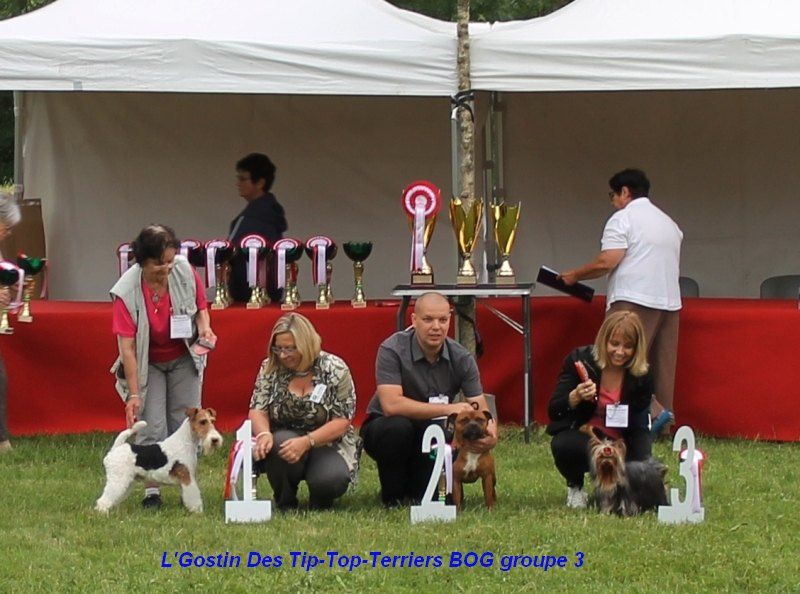 de Vallauris des astucieux - Exposition canine nationale, Balma10/06/2018