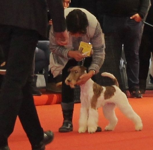 de Vallauris des astucieux - Bordeaux exposition canine internationale 20/01/2019