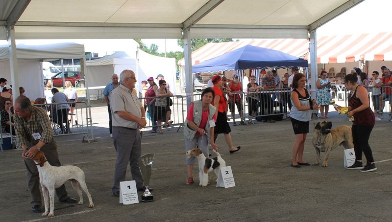 de Vallauris des astucieux - Exposition canine nationale, Auch 24/06/2018