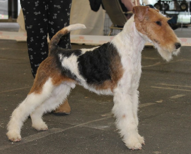 de Vallauris des astucieux - Exposition Canine Internationale Bordeaux 2017