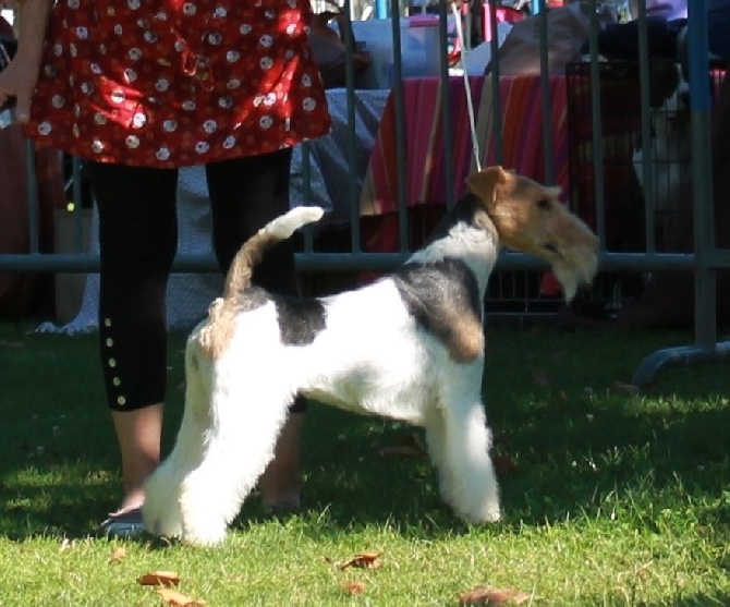 de Vallauris des astucieux - Exposition Canine Internationale Brive17/08/2014