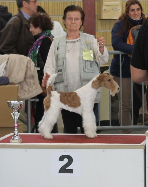 de Vallauris des astucieux - Exposition canine nationale Monclarc-de-Quercy