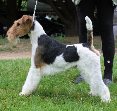 de Vallauris des astucieux - Exposition canine nationale Libourne   12/05/2013