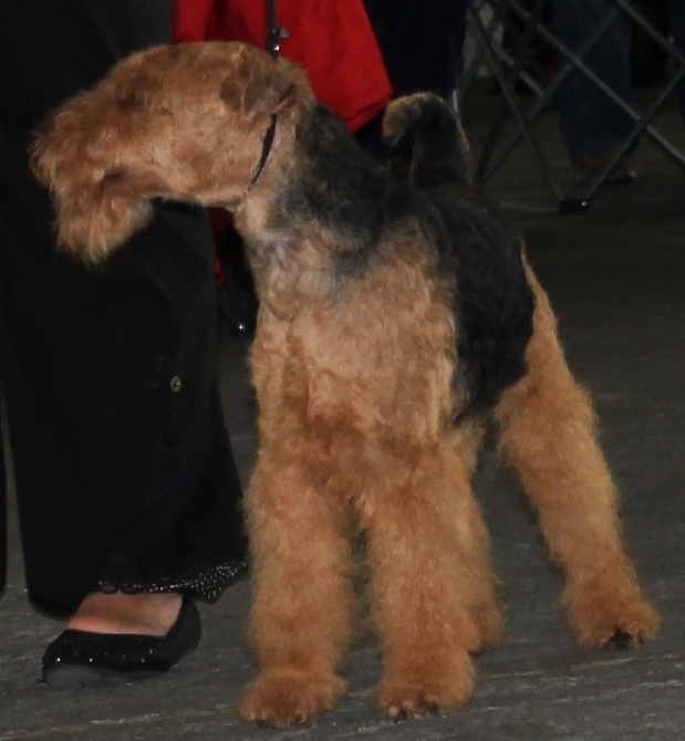 de Vallauris des astucieux - Exposition Canine Internationale Marmande 25/05/2014/2014