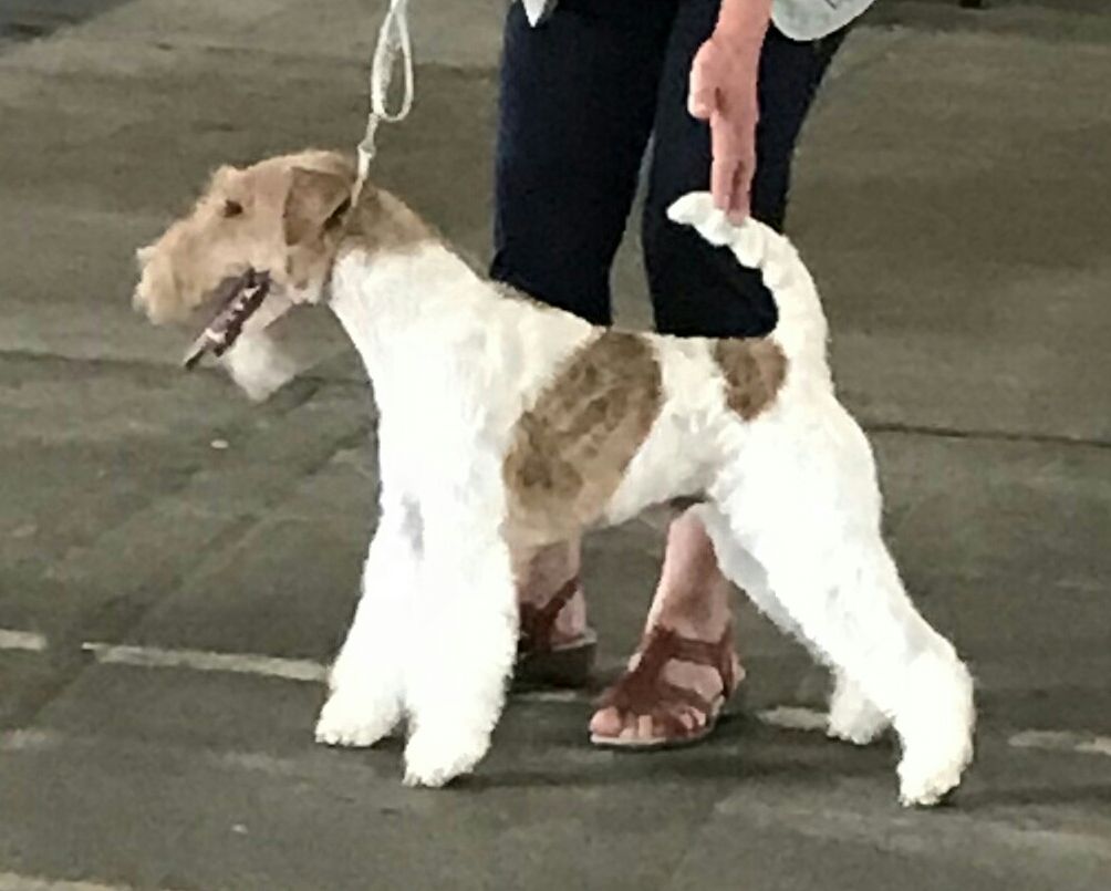 de Vallauris des astucieux - Marmande Exposition canine internationnale spéciale Fox-terriers