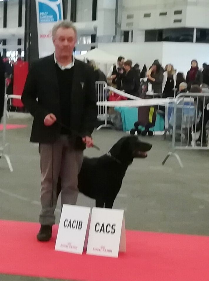 de Vallauris des astucieux - Bordeaux 14/01/2018 Exposition Canine Internationale