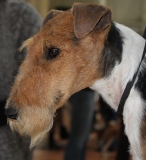 de Vallauris des astucieux - Exposition canine Internationale Castres 17/11/2012