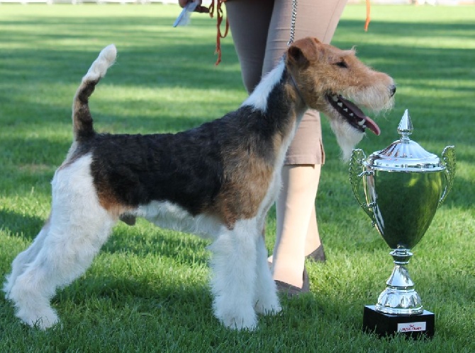 de Vallauris des astucieux - Exposition Canine nationale Cahors 2016