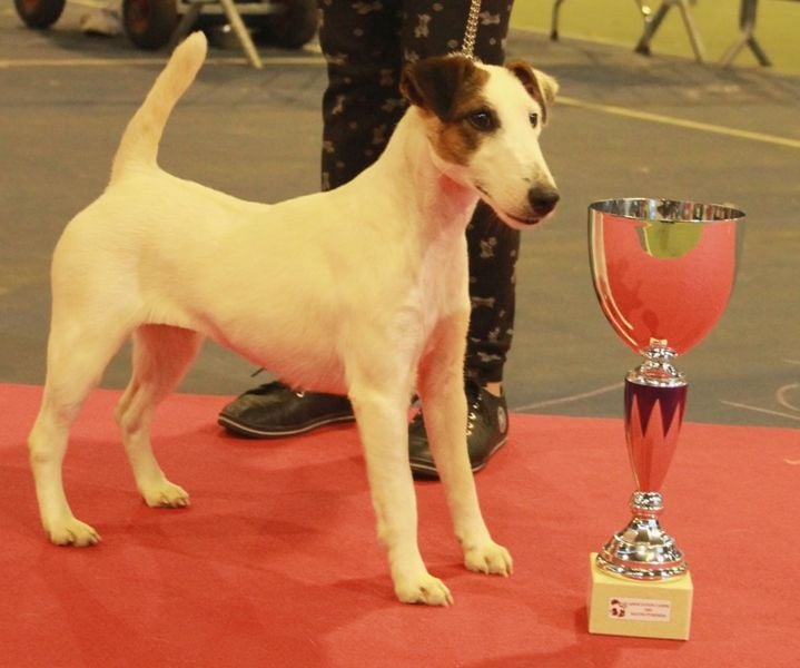 de Vallauris des astucieux - Exposition Canine Internationale Bordeaux 2017