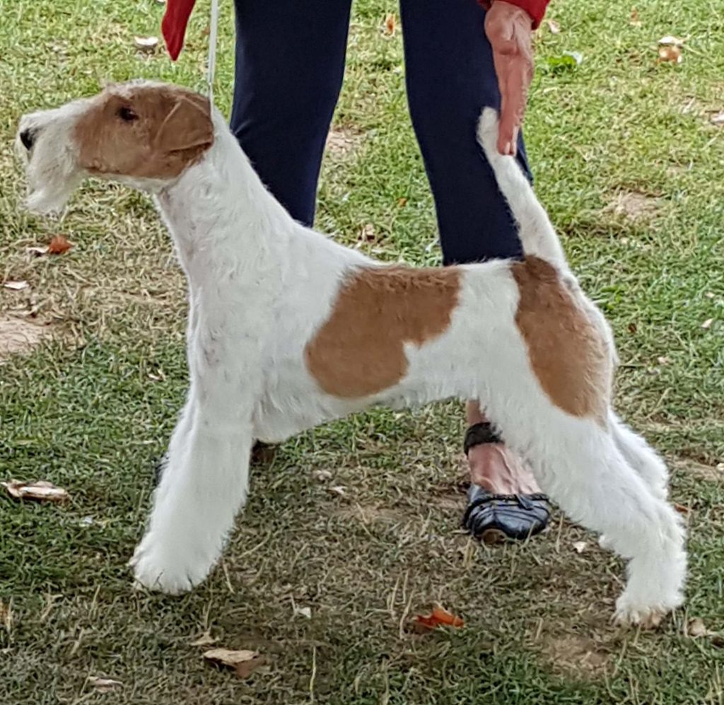 de Vallauris des astucieux - Brive 11/08/2019 exposition canine internationale Speciale Fox-terrie