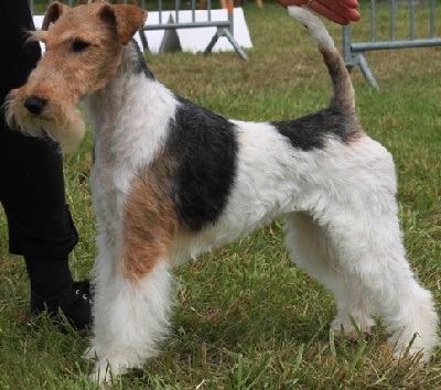 de Vallauris des astucieux - Exposition Canine Nationale Tarbes 17/11-2013