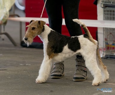 de Vallauris des astucieux - Exposition canine Internationale Bordeaux 06/01/2013