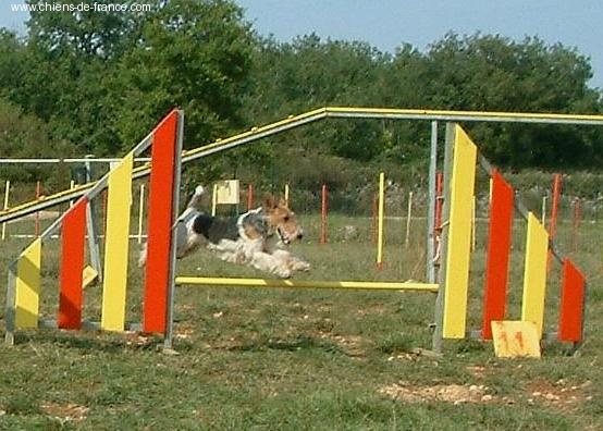 de Vallauris des astucieux - Agility