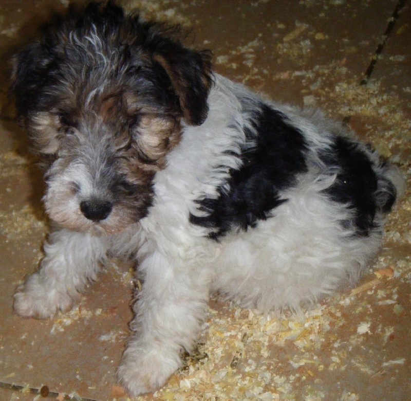 de Vallauris des astucieux - Fox Terrier Poil Dur - Portée née le 31/07/2011