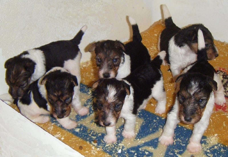 de Vallauris des astucieux - Fox Terrier Poil Dur - Portée née le 07/06/2011