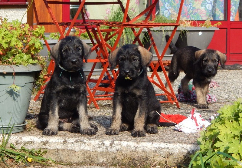 des Scarabées d'Her-Bak - Schnauzer Geant - Portée née le 05/07/2014