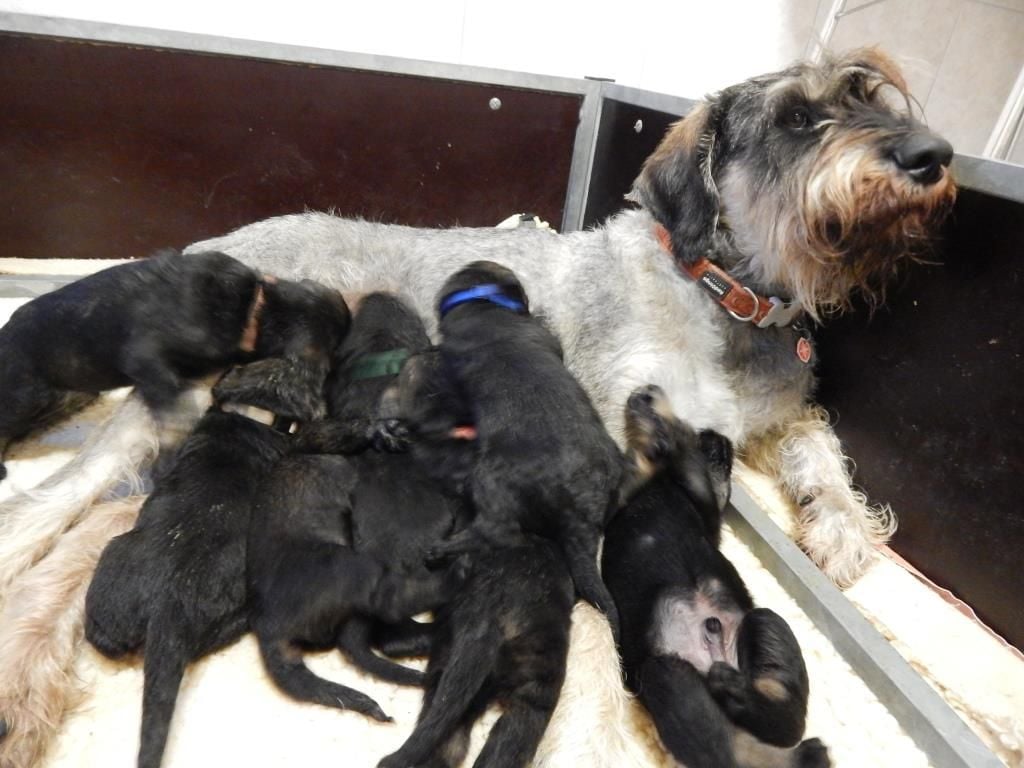 des Scarabées d'Her-Bak - Schnauzer Geant - Portée née le 28/11/2019