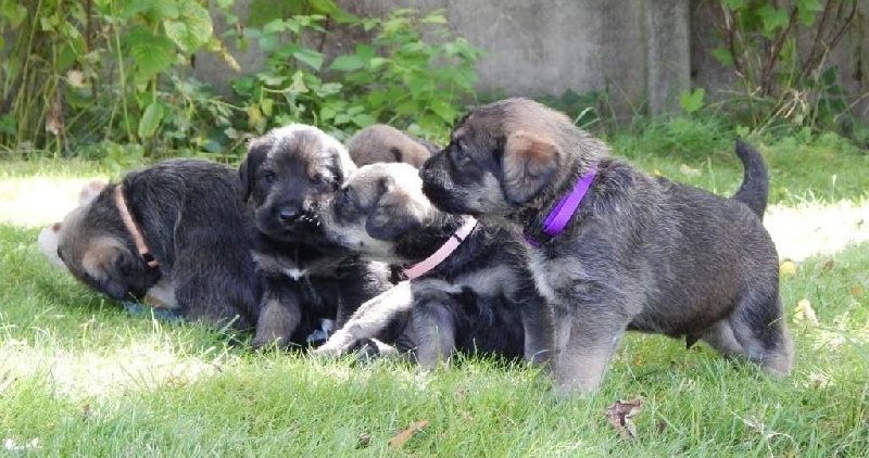 des Scarabées d'Her-Bak - Schnauzer Geant - Portée née le 27/06/2016