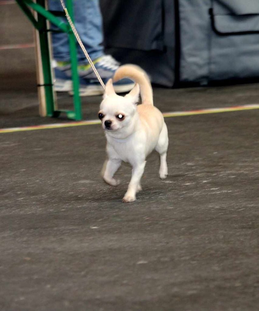 GENEVE DOG SHOW 2024