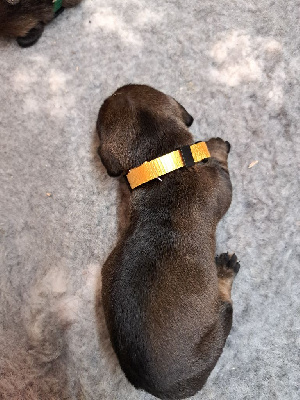 CHIOT collier jaune