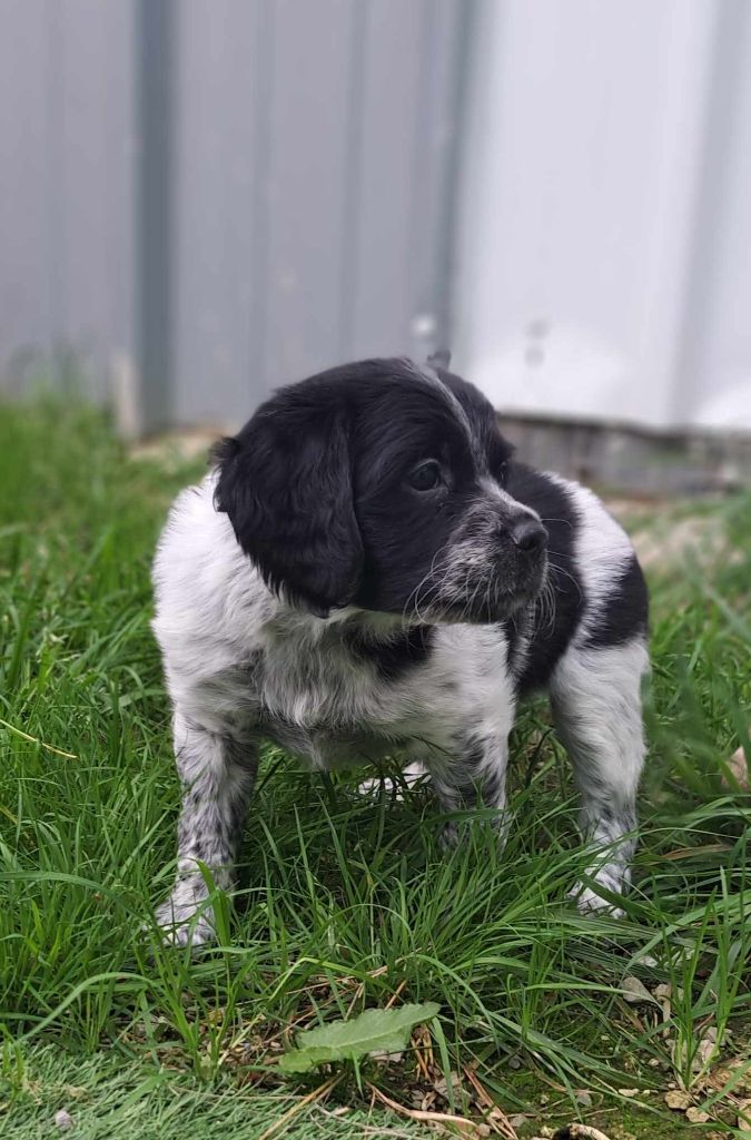 Des Petits Flamboyants - Chiots disponibles - Epagneul Breton