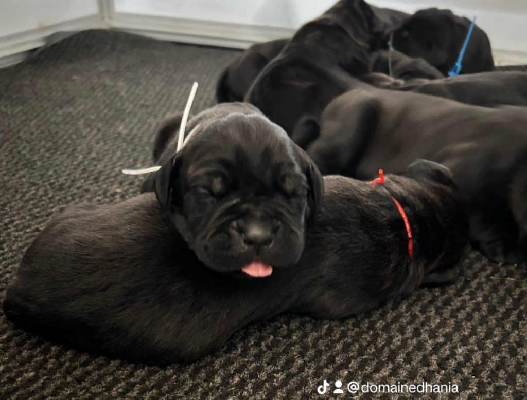 Du Domaine D'hania - Cane Corso - Portée née le 13/11/2024