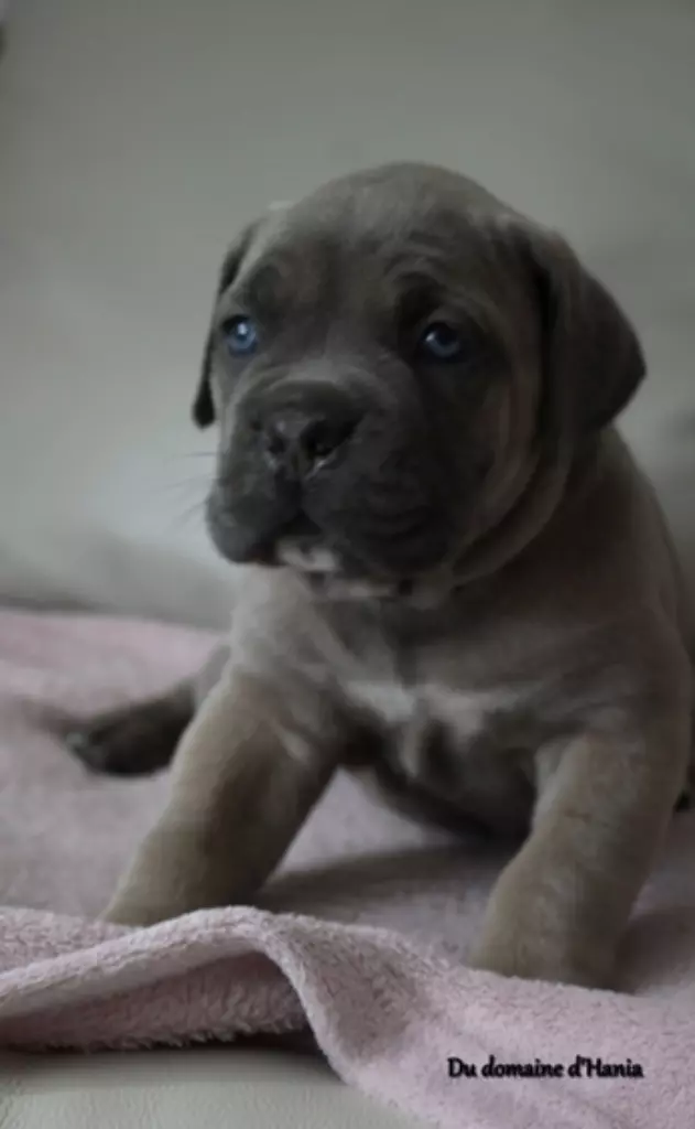 Du Domaine D'hania - Cane Corso - Portée née le 14/02/2022