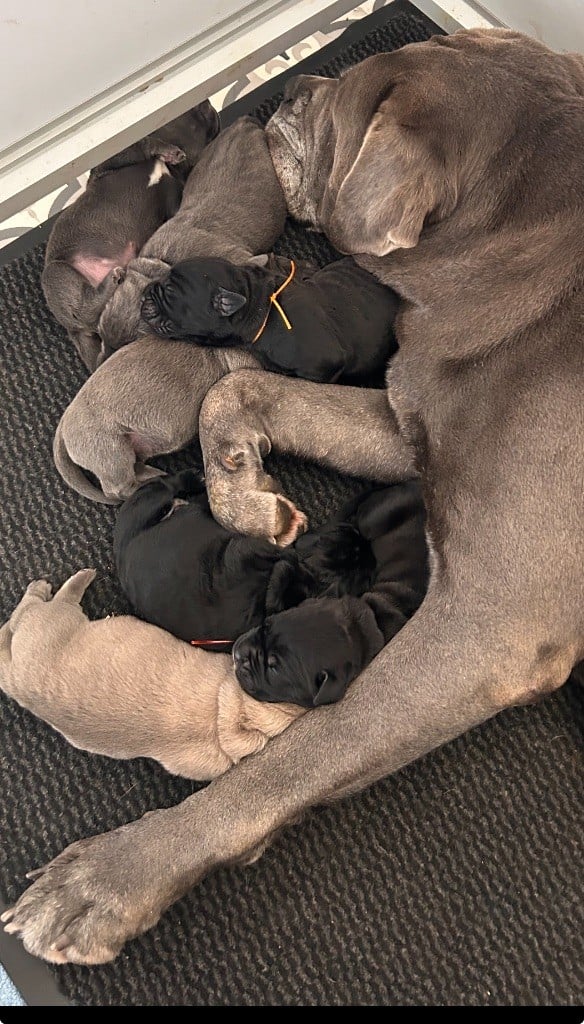 Chiot Cane Corso Du Domaine D'hania