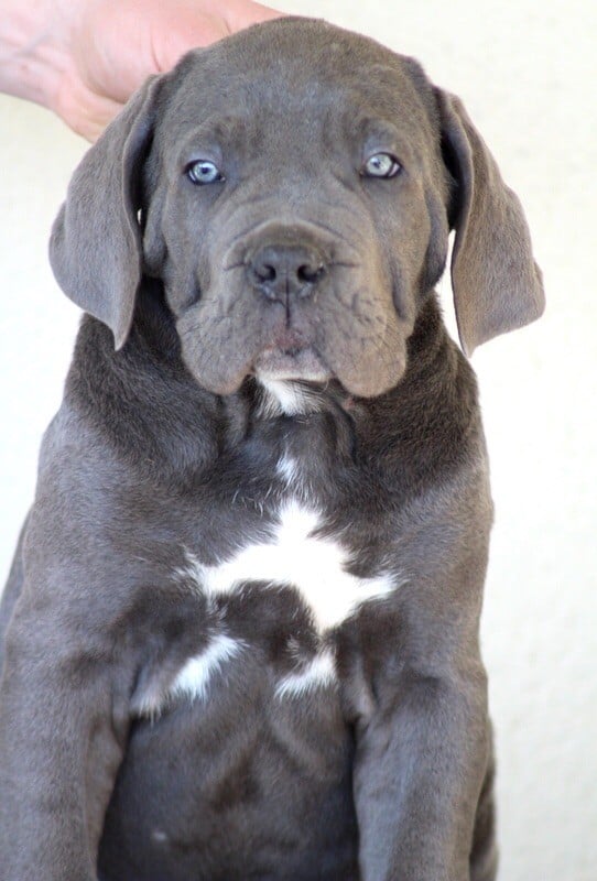 Du Domaine D'hania - Cane Corso - Portée née le 26/12/2017