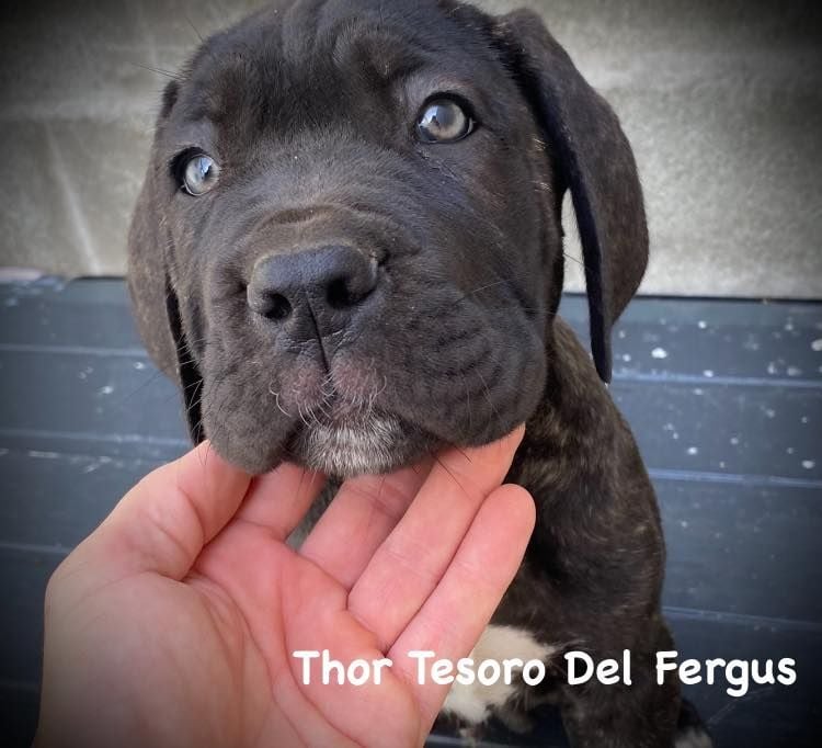 Tesoro Del Fergus - Chiots disponibles - Cane Corso