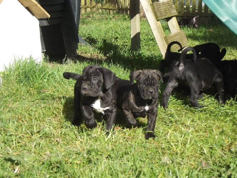 Tesoro Del Fergus - Cane Corso - Portée née le 11/01/2015