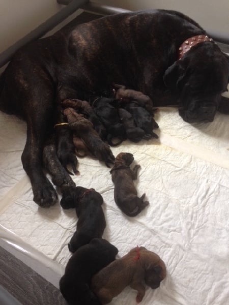 Chiot Cane Corso Du Val Des Odes De Ferkane