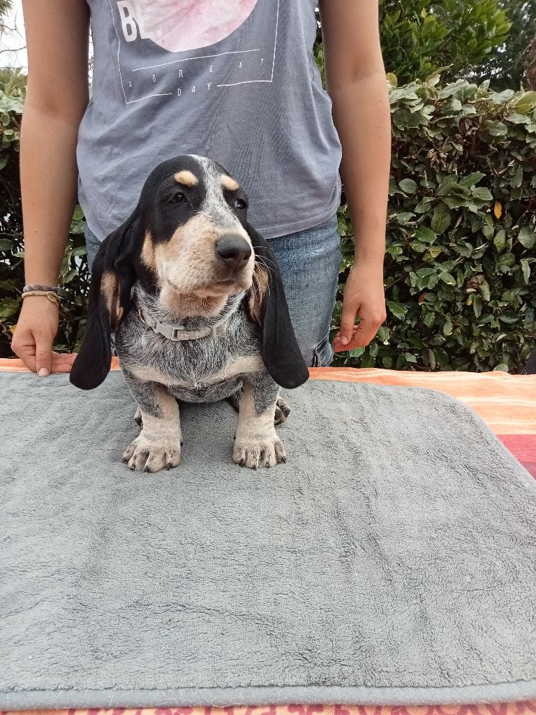 du Rallye Gascon Normand - Chiots disponibles - Basset bleu de Gascogne