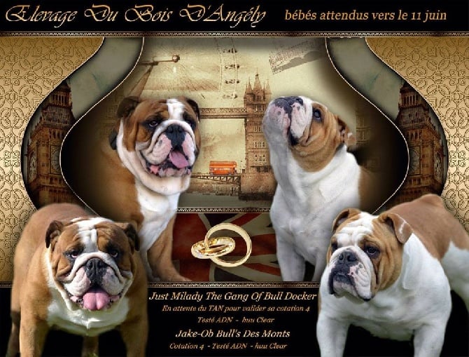 Du Bois D'angely - Mariage Bulldog Anglais