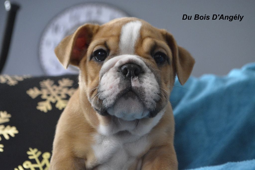 Du Bois D'angely - Chiots disponibles - Bulldog Anglais