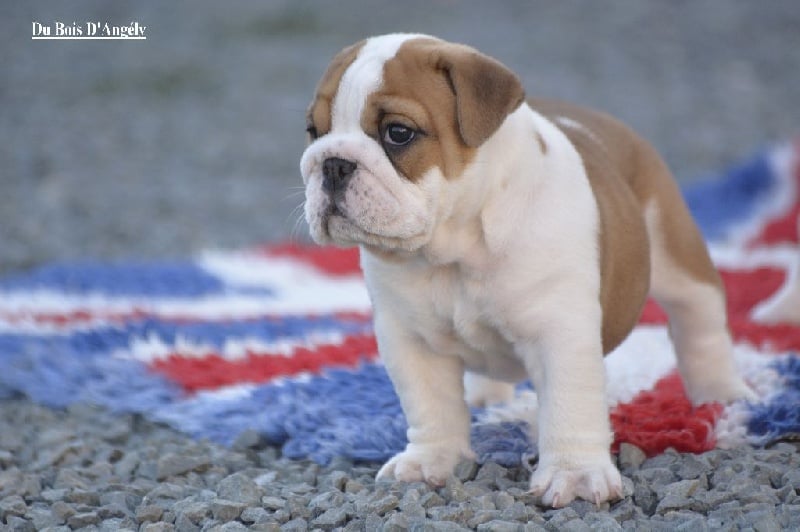 Du Bois D'angely - Bulldog Anglais - Portée née le 10/06/2016