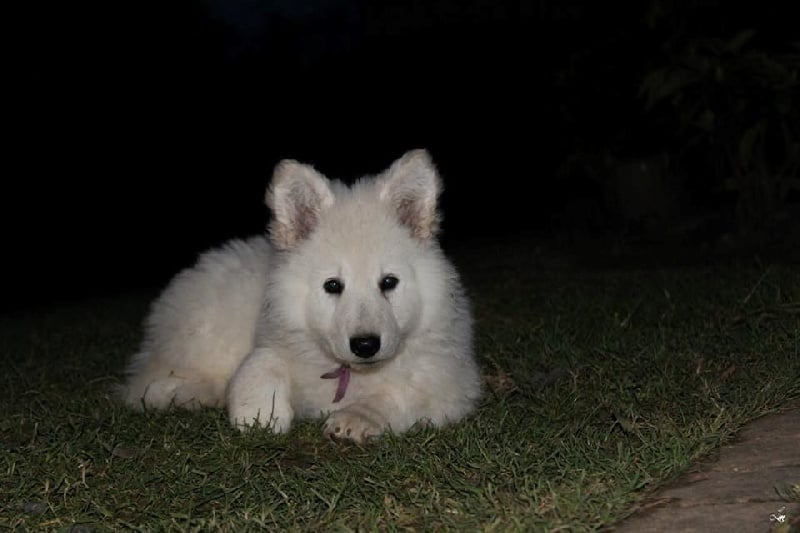 Aux Pays Des Oursons - Berger Blanc Suisse - Portée née le 14/10/2013