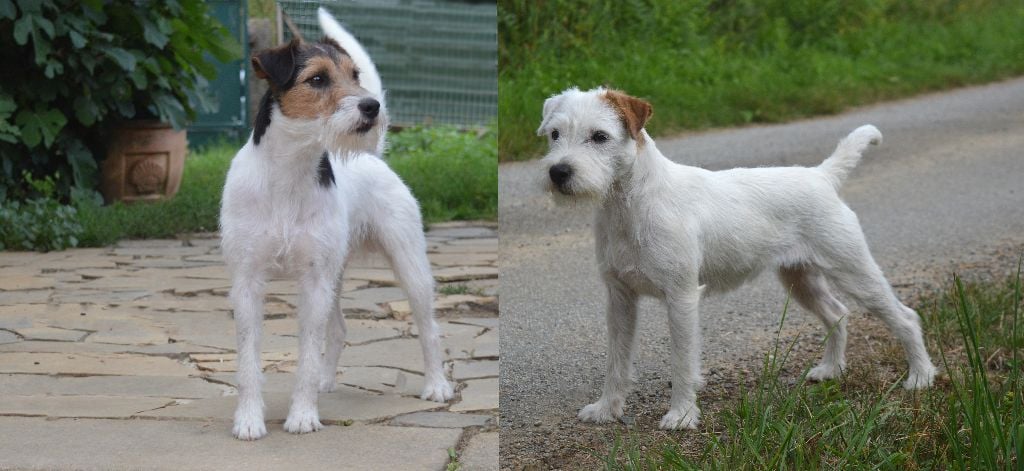 Ils sont arrivés ! (chiots parson)