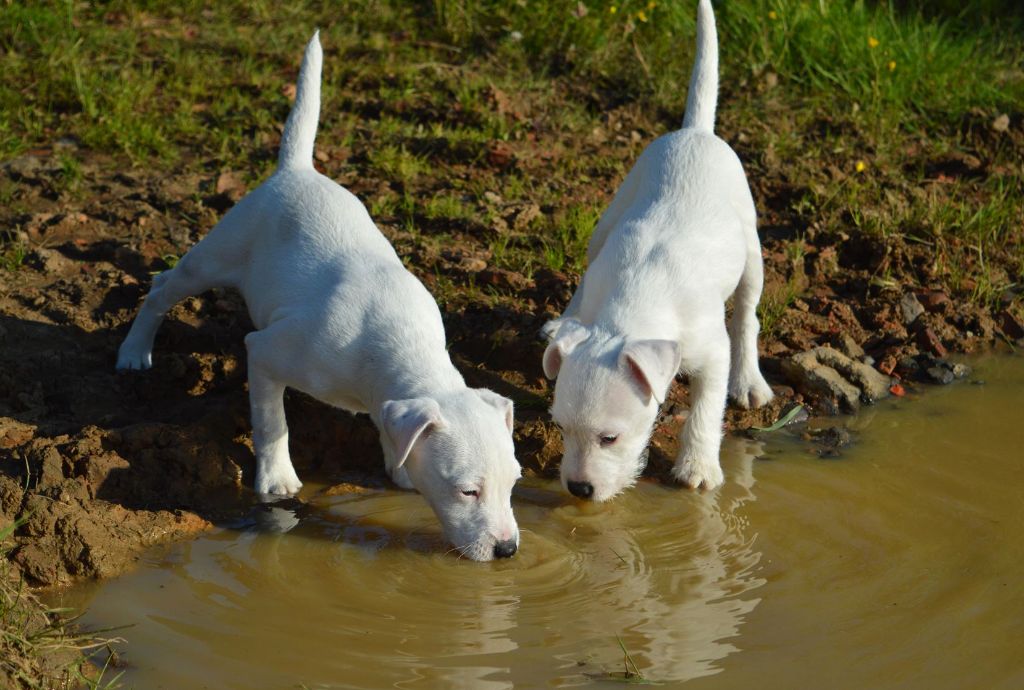 Du Jardin D'inuko - Parson Russell Terrier - Portée née le 21/02/2024