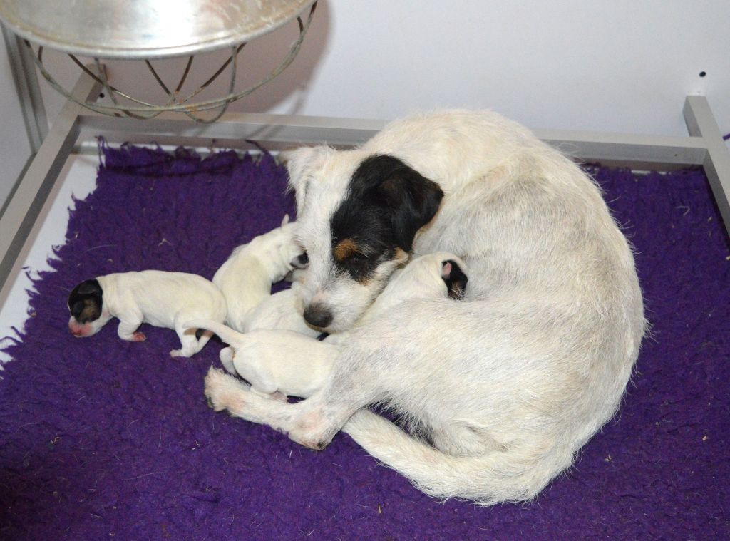 Du Jardin D'inuko - Parson Russell Terrier - Portée née le 07/11/2024