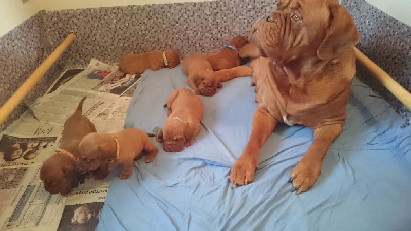 De La Haie Des Chenes Rouges - Dogue de Bordeaux - Portée née le 25/01/2016