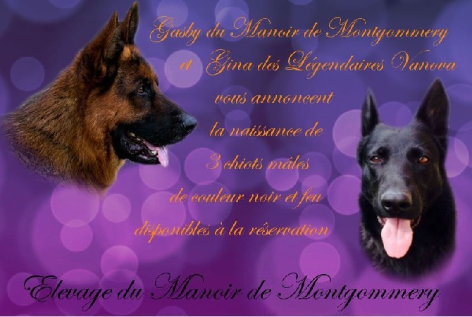 Du manoir de montgommery - Chiots mâles à réserver 