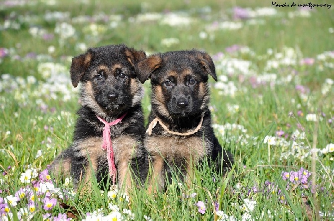 Du manoir de montgommery - Photos des chiots