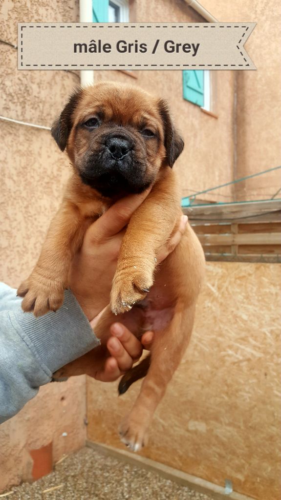 Des Barons Rouge - Chiots disponibles - Dogue de Bordeaux